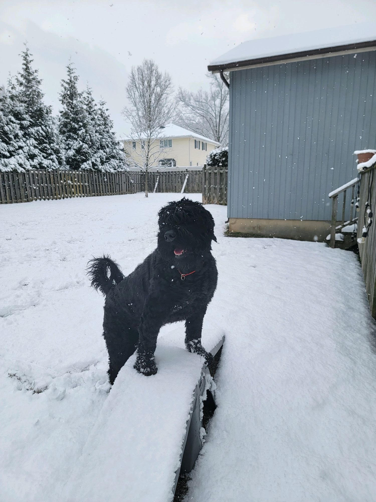 Training for dogs of all sizes and breeds